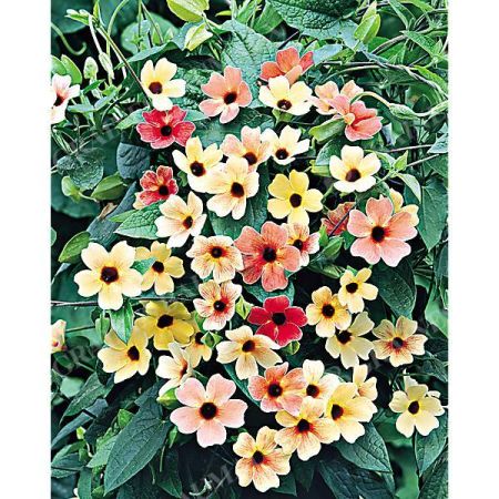 THUNBERGIA ALATA ou SUZANNE aux YEUX NOIRS AFRICAN SUNSET MIX