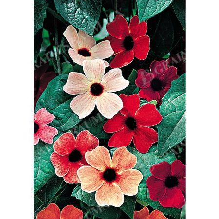 THUNBERGIA ALATA ou SUZANNE aux YEUX NOIRS AFRICAN SUNSET MIX