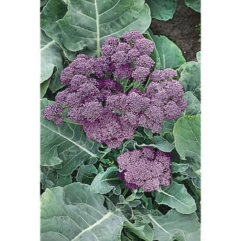 CHOU-BROCOLI à JET CARDINAL
