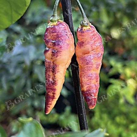 PIMENT HOT PINK TIGER (c. chinense)