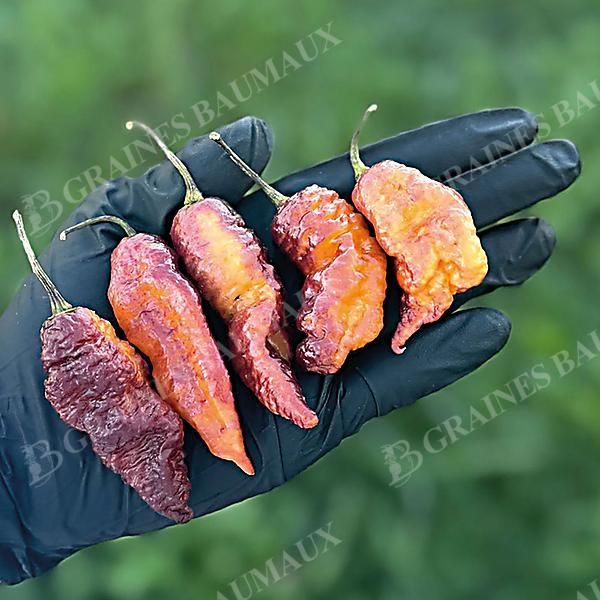 PIMENT HOT PINK TIGER (c. chinense)