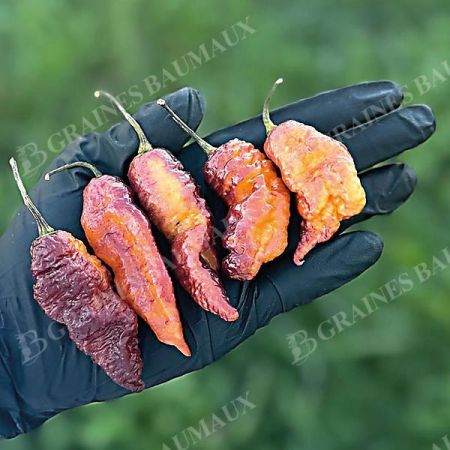 PIMENT HOT PINK TIGER (c. chinense)