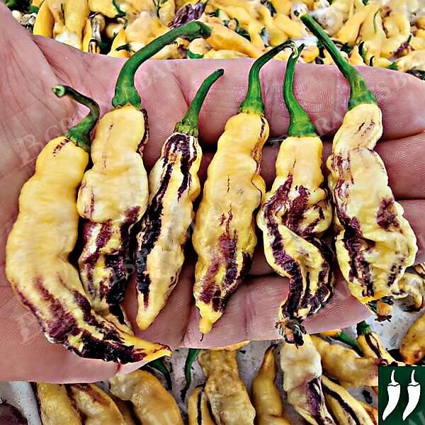 PIMENT HOT PINK TIGER (c. chinense)