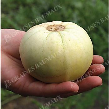 MELON SAKATA'S SWEET