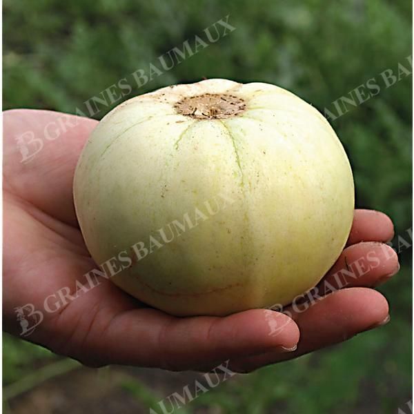 MELON SAKATA'S SWEET