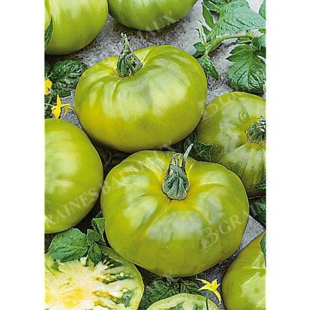TOMATE CHEROKEE GREEN