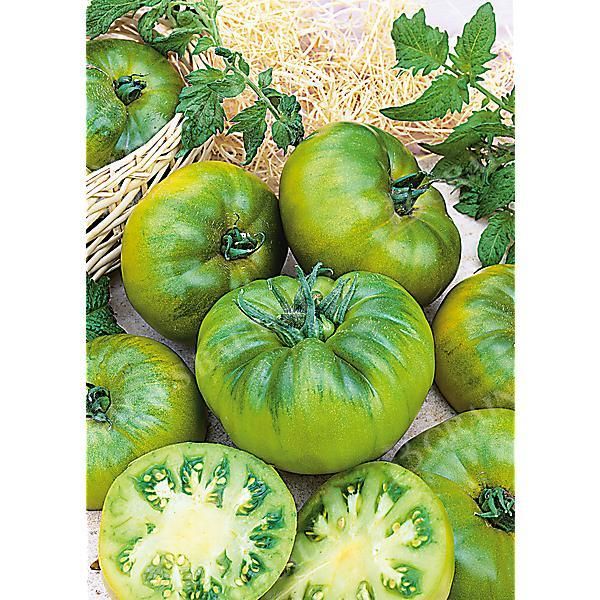 TOMATE CHEROKEE GREEN