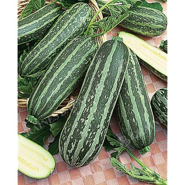 COURGETTE F1 TIGER CROSS
