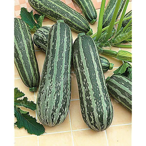 COURGETTE F1 TIGER CROSS
