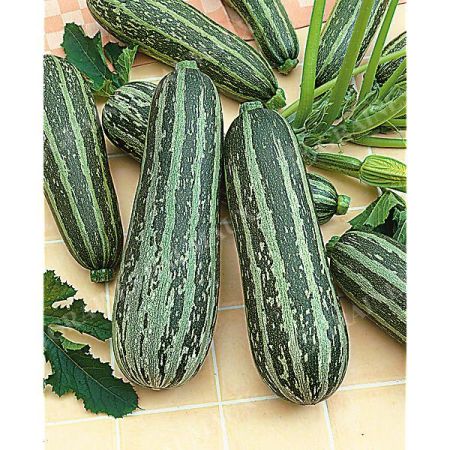 COURGETTE F1 TIGER CROSS