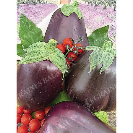 AUBERGINE MONSTRUEUSE de NEW YORK