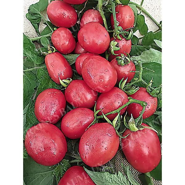 TOMATE PINK THAI EGG