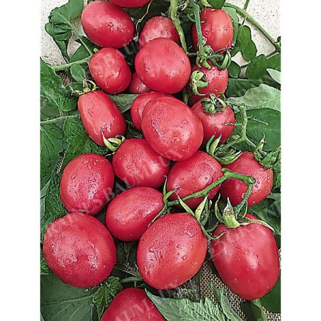 TOMATE PINK THAI EGG