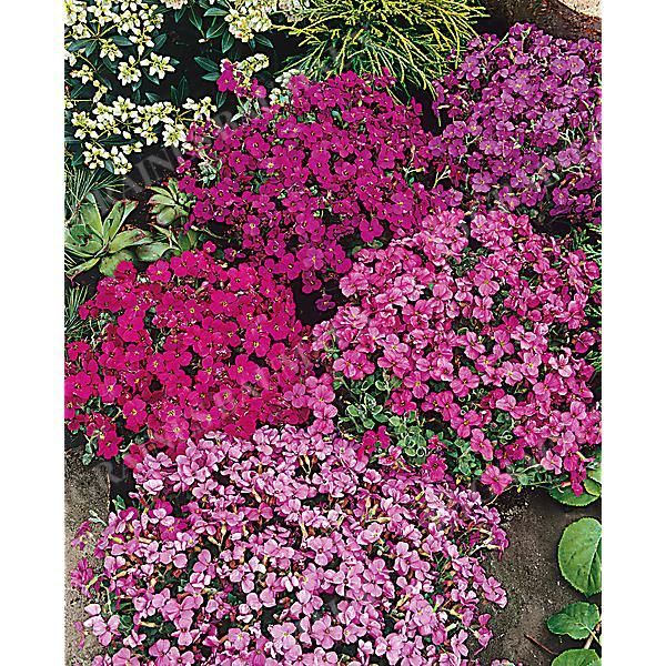 AUBRIETA MIX
