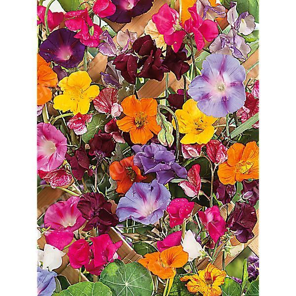 FLEURS GRIMPANTES
