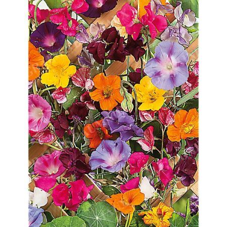 FLEURS GRIMPANTES