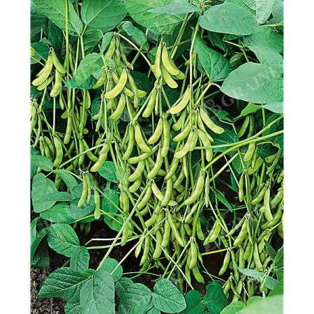 SOJA POTAGER ou EDAMAME CHIBA GREEN Bio