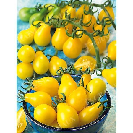 TOMATE MINI POIRE MIX