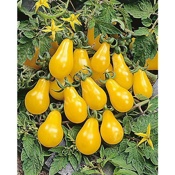 TOMATE MINI POIRE MIX