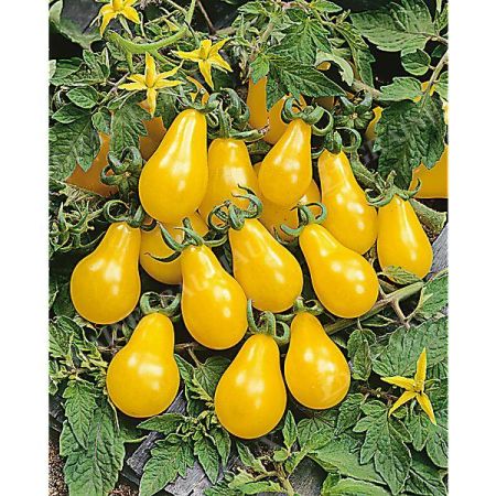 TOMATE MINI POIRE MIX