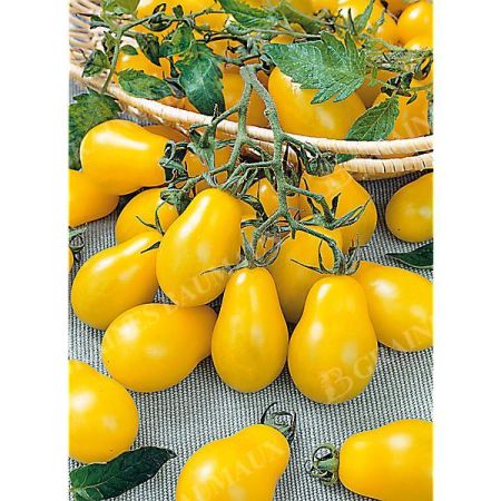 TOMATE MINI POIRE MIX