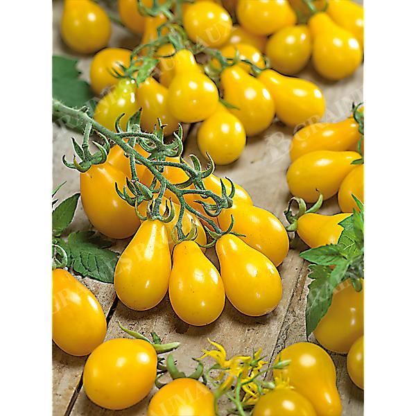 TOMATE MINI POIRE MIX