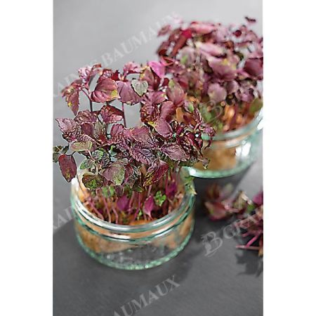 PERSIL JAPONAIS ou PERILLA de NANKIN ou SHISHO (perilla frutescens) POURPRE FONCÉ