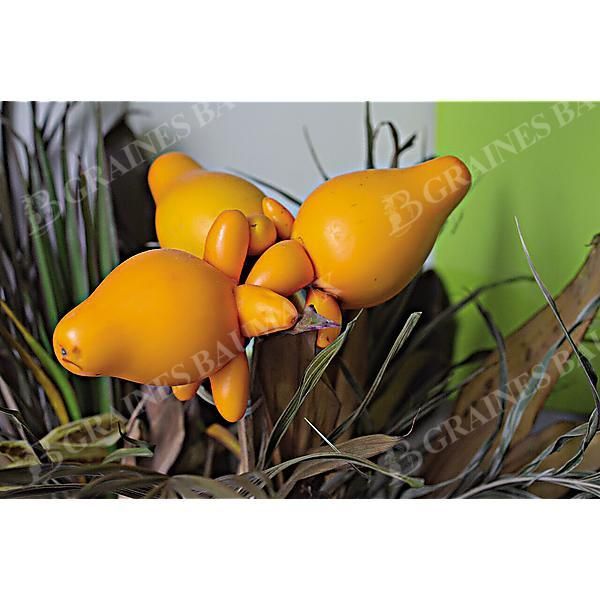 SOLANUM MAMMOSUN