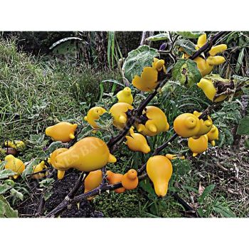 SOLANUM MAMMOSUN 2