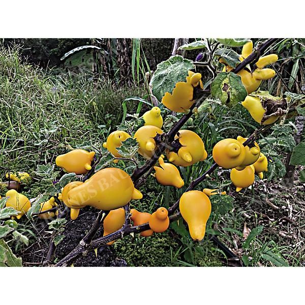 SOLANUM MAMMOSUN