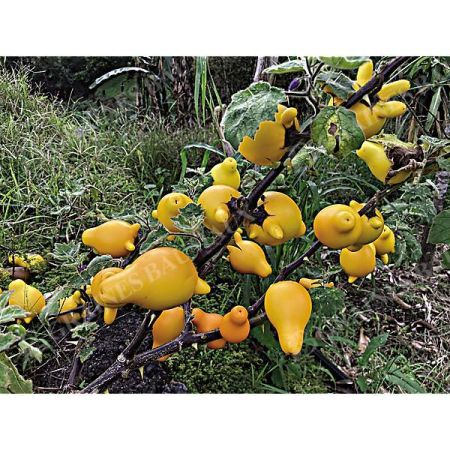SOLANUM MAMMOSUN