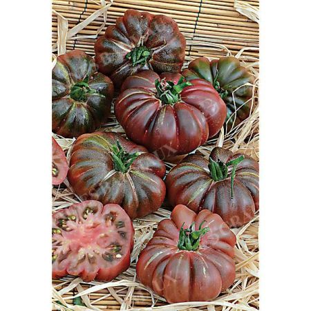 TOMATE PURPLE CALABASH