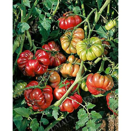 TOMATE PURPLE CALABASH