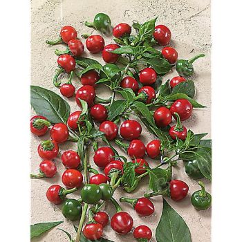 PIMENT TEPIN (c. annum)