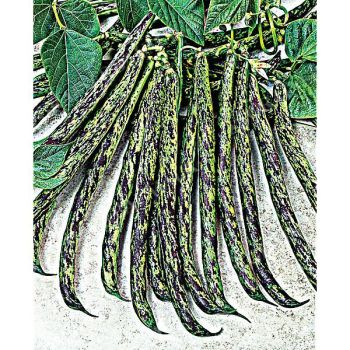 HARICOT ramant mangetout SIGNORA DELLA CAMPAGNA 2