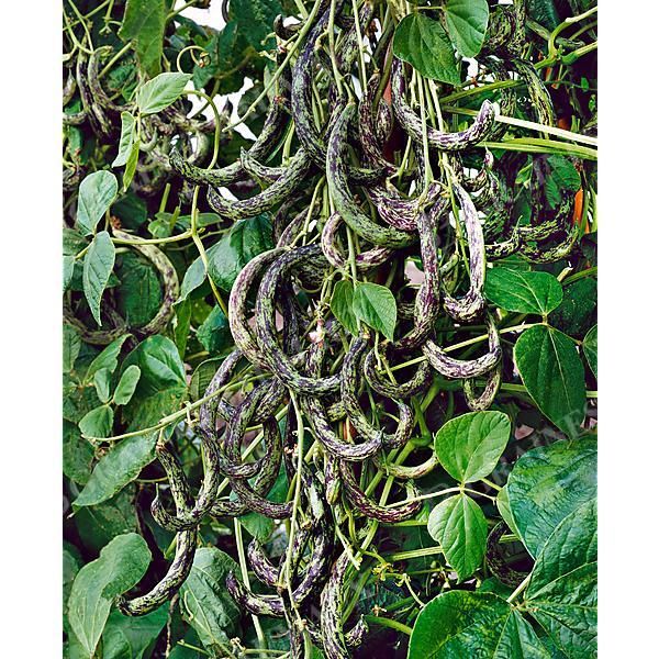 HARICOT ramant mangetout STORTINO di TRENTO
