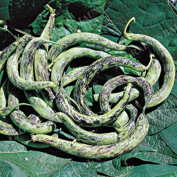 HARICOT ramant mangetout STORTINO di TRENTO 2