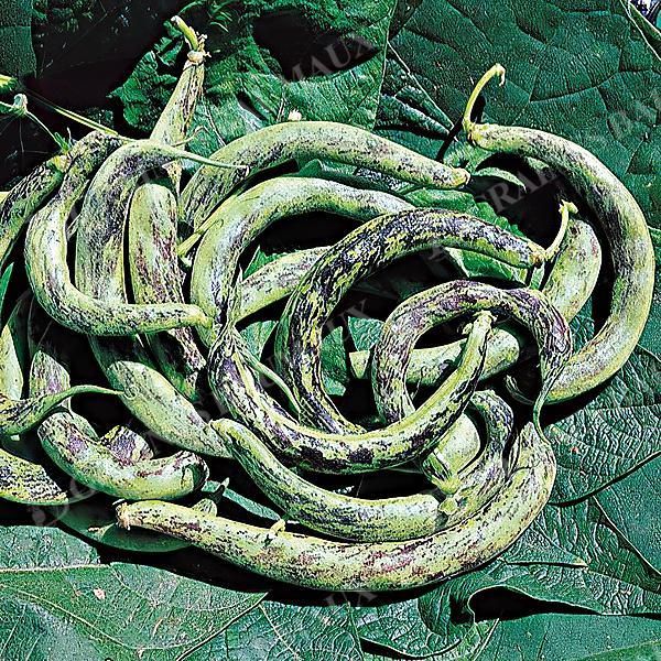 HARICOT ramant mangetout STORTINO di TRENTO