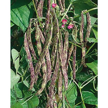 HARICOT nain mangetout et à écosser TOMACEVSKI