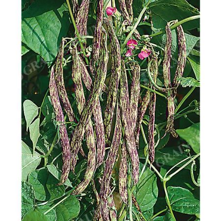 HARICOT nain mangetout et à écosser TOMACEVSKI