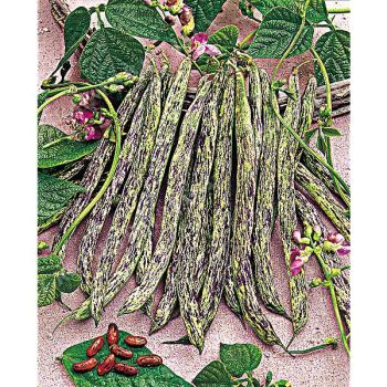 HARICOT ramant VIGNERONNE