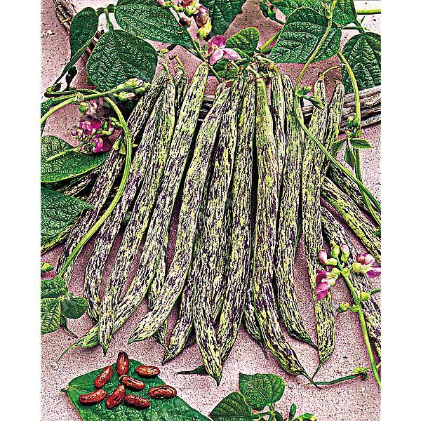 HARICOT ramant VIGNERONNE