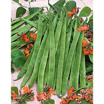 HARICOT d'ESPAGNE ramant BONELA