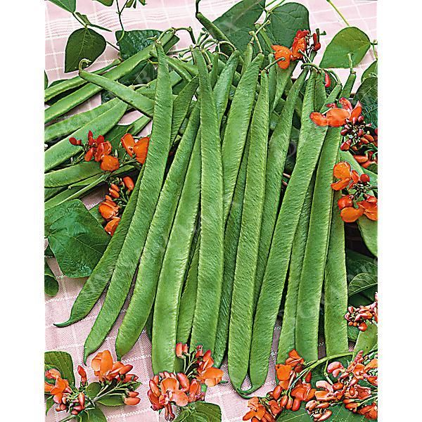 HARICOT d'ESPAGNE ramant BONELA