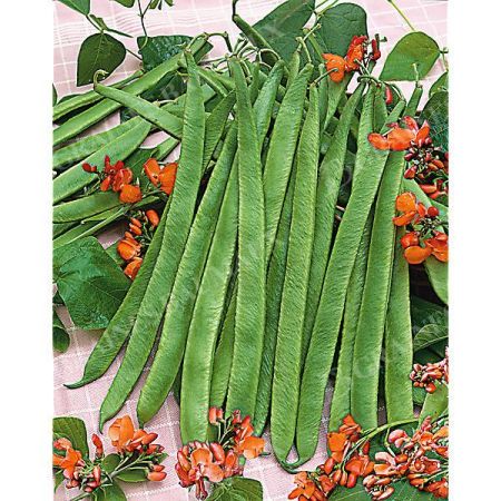 HARICOT d'ESPAGNE ramant BONELA