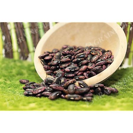 HARICOT d'ESPAGNE ramant BONELA