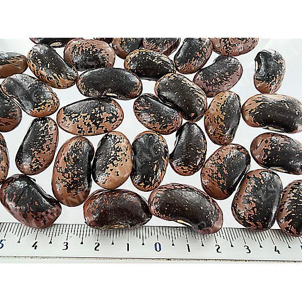 HARICOT d'ESPAGNE ramant BONELA