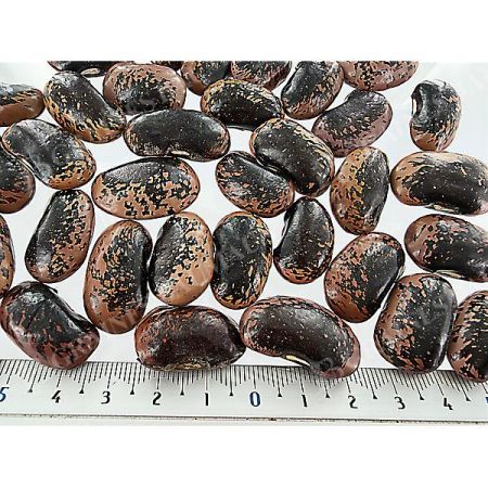 HARICOT d'ESPAGNE ramant BONELA