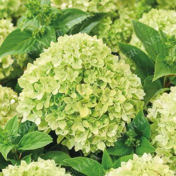 HORTENSIA GROUNDBREAKER® GREENY