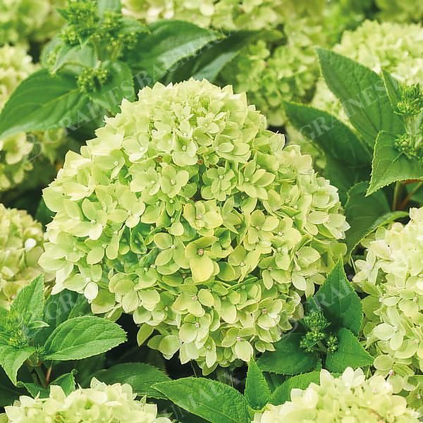 HORTENSIA GROUNDBREAKER® GREENY
